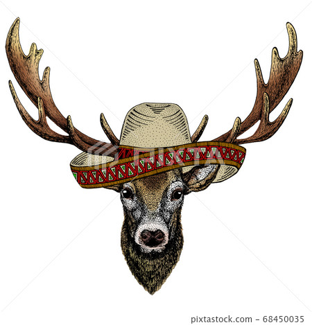 Deer portrait. Sombrero mexican hat. Head of wild animal. Deer portrait. Sombrero mexican hat. Head of wild animal. 68450035