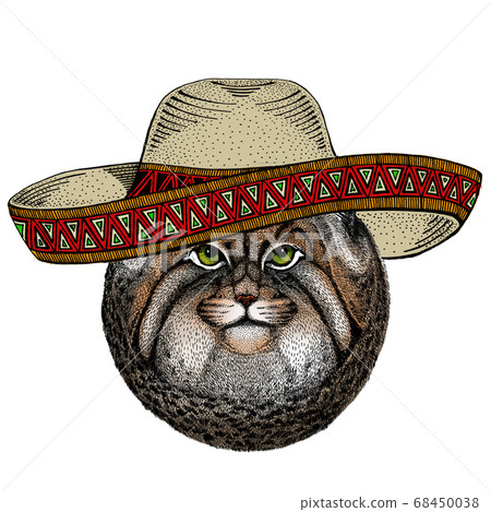 Pallas cat head. Sombrero mexican hat. Manul head. Wild cat portrait. 68450038