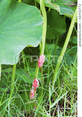 Jumbo snail eggs laid on the lotus stems 68450772