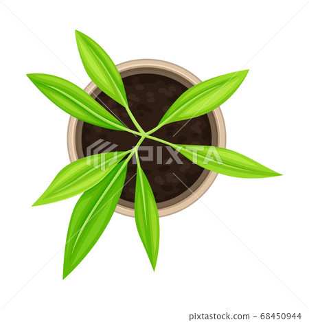 Seedling or Young Plant Growing in Plastic Pot or Box Above View Vector Illustration Seedling or Young Plant Growing in Plastic Pot or Box Above View Vector Illustration 68450944