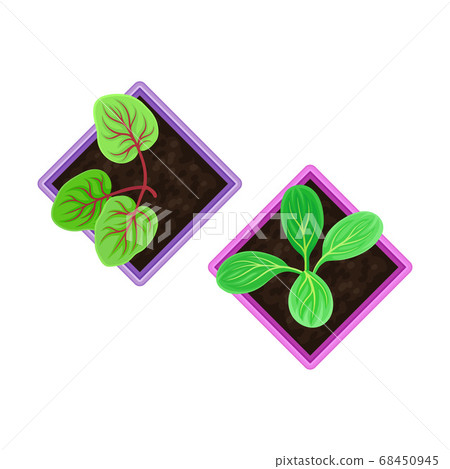 Seedling or Young Plants Growing in Plastic Pot or Box Above View Vector Illustration Seedling or Young Plants Growing in Plastic Pot or Box Above View Vector Illustration 68450945