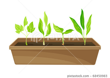 Transplant Seedlings or Young Plants Growing in Plastic Pot Vector Illustration 68450983