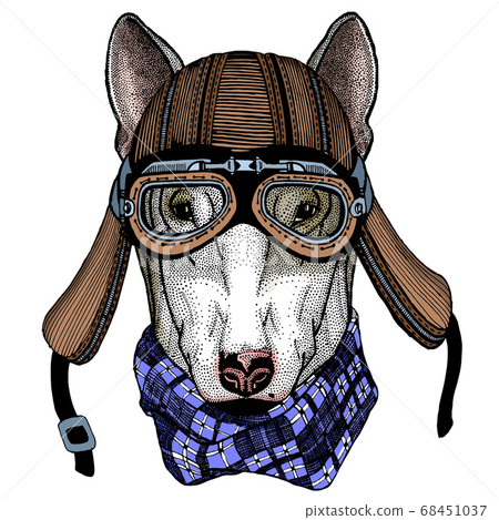 Bullterrier, dog. Portrait of cartoon animal. Motorcycle helmet. 68451037