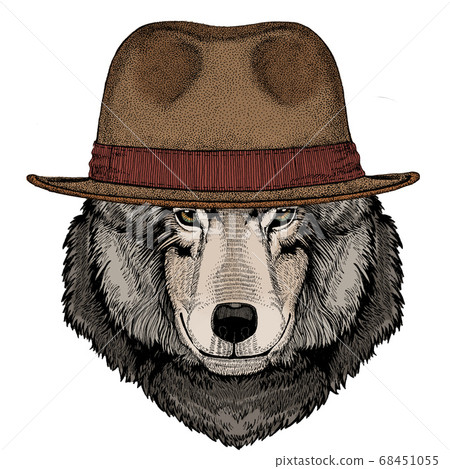 Wolf portrait. Head of wild animal. Fedora classic hat. Wolf portrait. Head of wild animal. Fedora classic hat. 68451055
