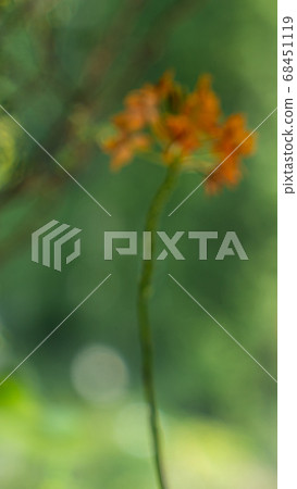 Blurred vertical image with green background and a 68451119