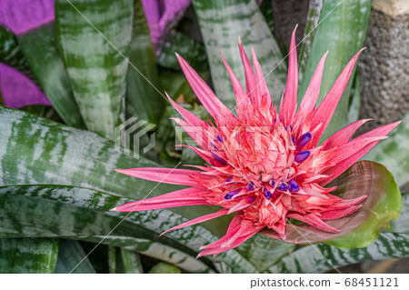 Blooming urn plant, beautifull full bloom Blooming urn plant, beautifull full bloom 68451121