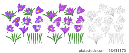 Hand drawn mauve, lilac and monochrome crocus 68451170