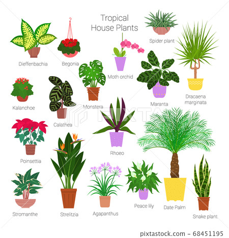 Colorful set of various potted tropical Colorful set of various potted tropical 68451195