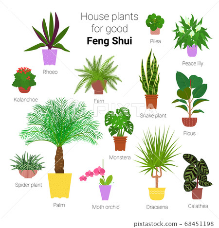 Colorful set of various potted houseplants for Colorful set of various potted houseplants for 68451198