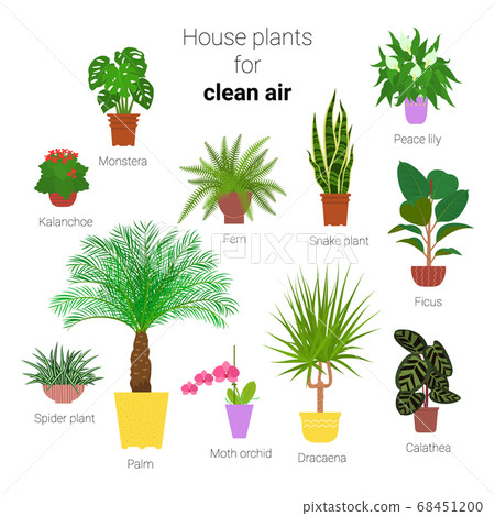 Colorful set of various potted houseplants for Colorful set of various potted houseplants for 68451200