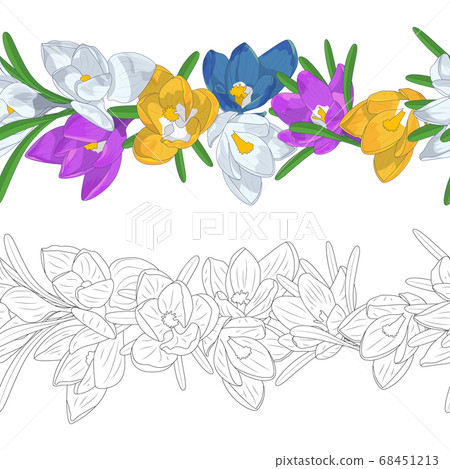 Hand drawn colorful and monochrome crocus flowers 68451213
