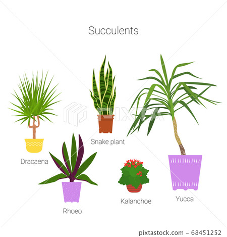 Colorful set of potted succulent houseplants. Flat 68451252