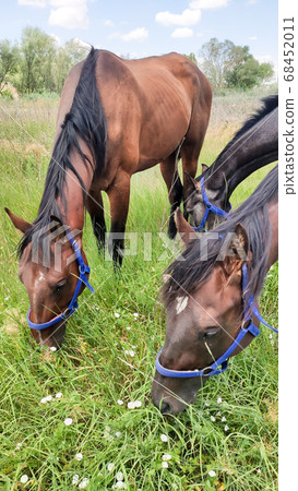 Brown horses grazing on a summer day on a green meadow in countryside. 68452011