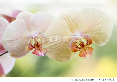 Romantic variegated branch of orchid on Romantic variegated branch of orchid on 68452191