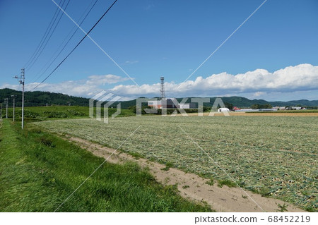 洋蔥田附近收穫 68452219