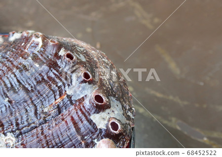 Abalone shell 68452522