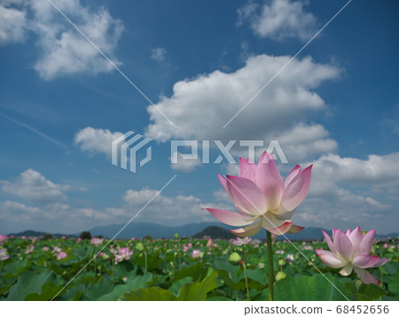 蓮花和天空 蓮花和天空 68452656