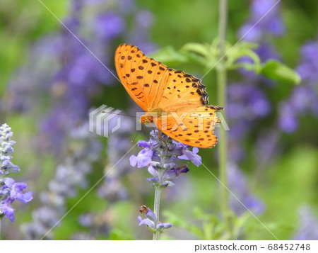 A male of the "Fritillary fritillary" that sucks on lavender 68452748