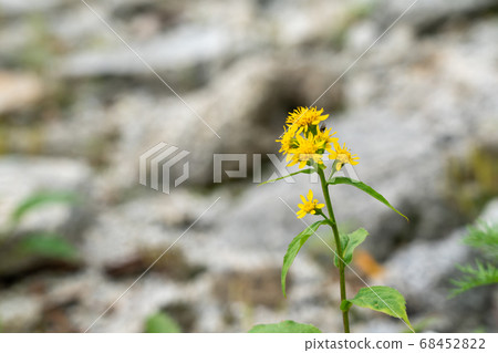 Yellow flowers blooming in the plateau Yellow flowers blooming in the plateau 68452822