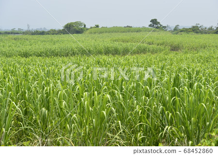 ami美大島甘蔗田 68452860