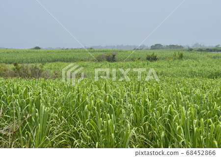 Amami Oshima sugar cane field Amami Oshima sugar cane field 68452866