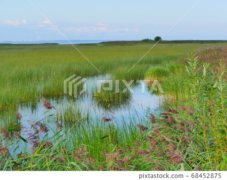 pond overgrown with reeds 68452875