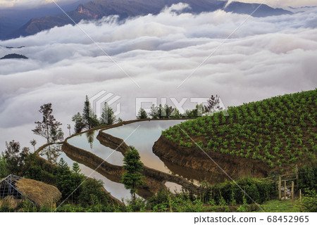 Rice field terraces. Mountain view in the clouds. Rice field terraces. Mountain view in the clouds. 68452965