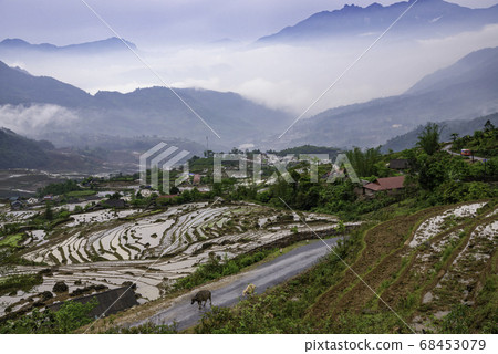 Rice field terraces. Mountain view in the clouds. 68453079