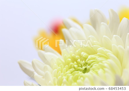 白菊花特寫 68453453