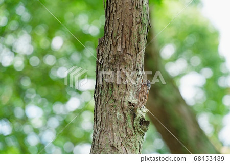 夏天，蟬，森林 68453489