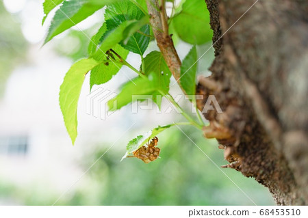 Summer, cicada, forest Summer, cicada, forest 68453510
