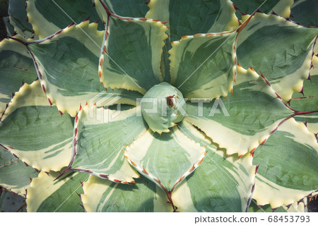 Beautiful leaf of succulent agave Beautiful leaf of succulent agave 68453793