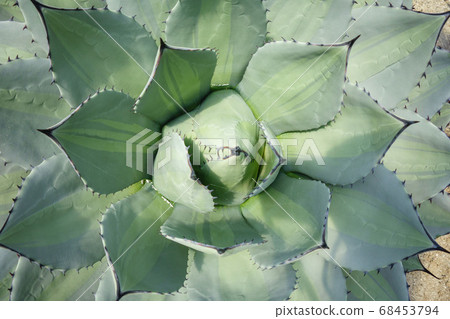 Sharp leaves of succulent agave 68453794