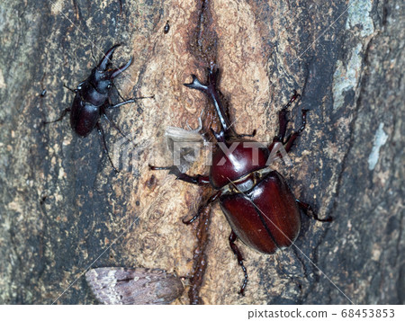 Beetles and sawtooth sap sucking sap 68453853