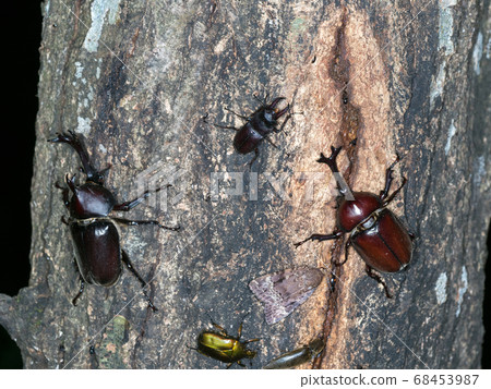 Sap-sucking beetle, saw stag beetle, canabun 68453987