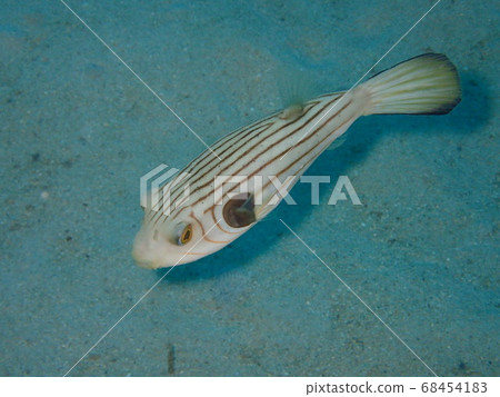 條紋Moyoufugu 68454183