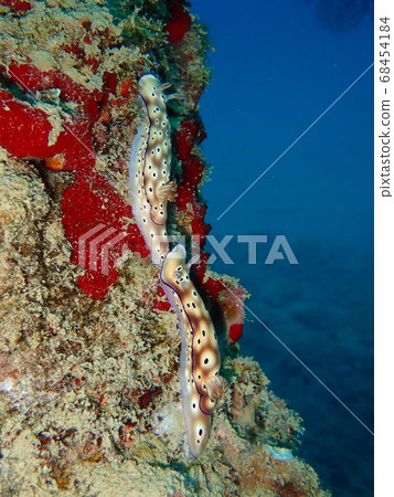 Tracking behavior of Madarairo Nyushu 68454184