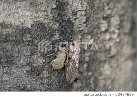 出現後立即半 出現後立即半 68454699