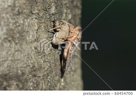 出現後立即半 68454700