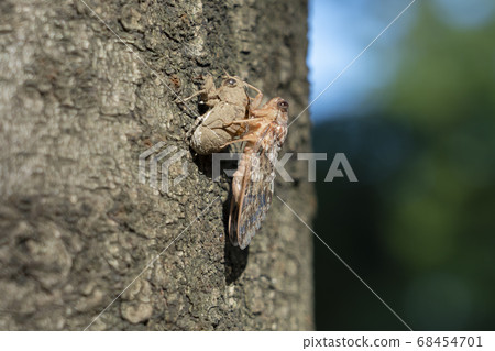 出現後立即半 出現後立即半 68454701