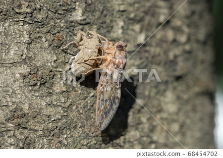 出現後立即半 出現後立即半 68454702