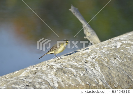 On the trunk of a riverbed. On the trunk of a riverbed. 68454818