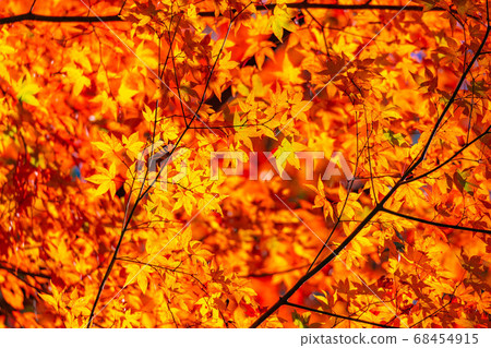 Korankei Autumn Leaves [Aichi Prefecture] 68454915