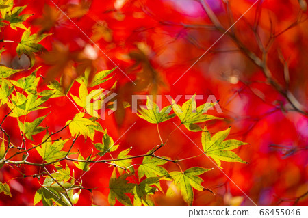 Korankei Autumn Leaves [Aichi Prefecture] 68455046