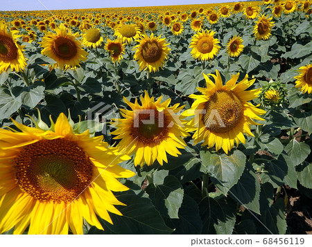 flower sunflower,yellow flower, flower sunflower,yellow flower, 68456119