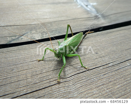 Great green bush-cricket Great green bush-cricket 68456129