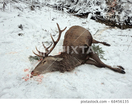 Caught deer in winter Caught deer in winter 68456135