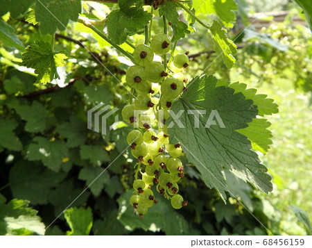 Green immature fruits of currant Green immature fruits of currant 68456159