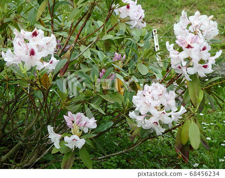 Natural flower background Natural flower background 68456234