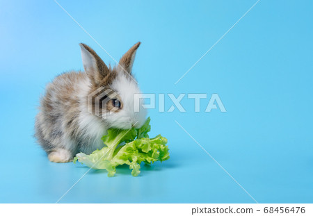 Rabbit eating lettuce on blue background. 68456476